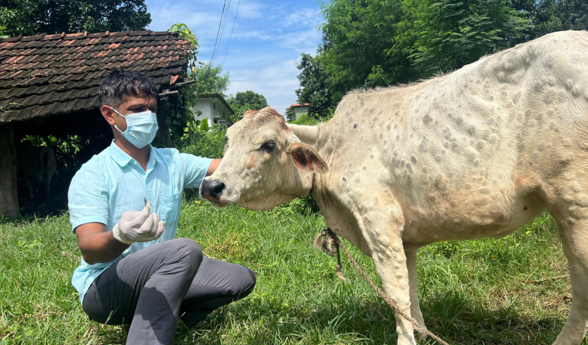 पशुचौपायामा देखिना थाल्या लम्पी स्किन