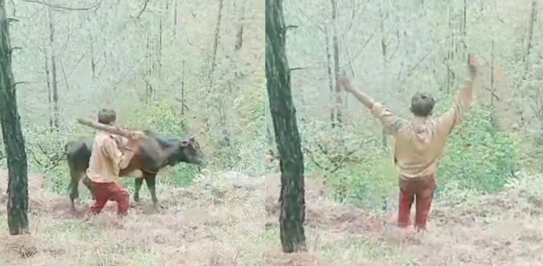 बैतडीमा गोरुलाई कुटपिट गरी भिरबाट फाल्ने नाबालक पक्राउ