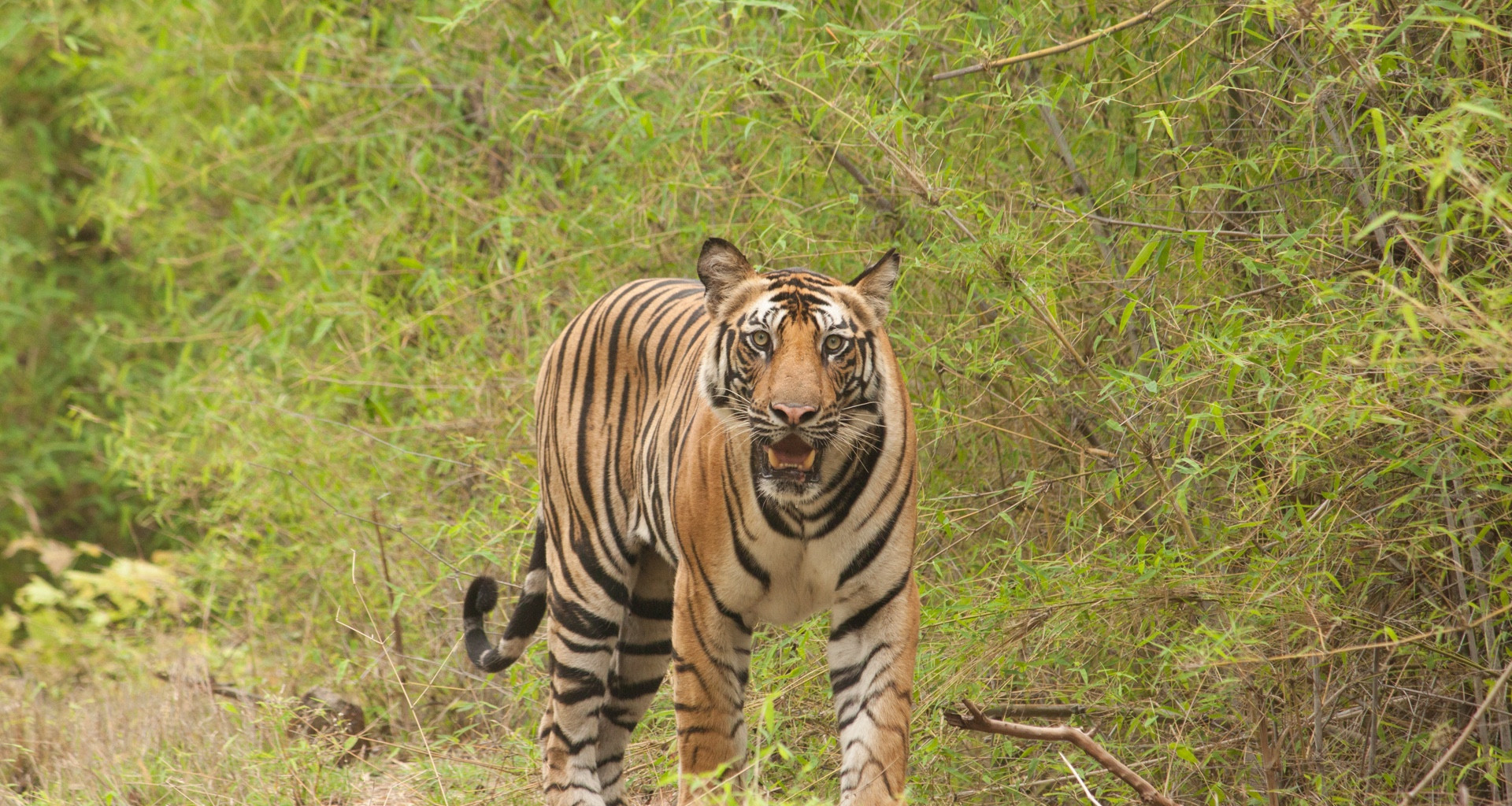 नेपालमा वयस्क बाघको संख्या ४२९ पुग्यो, चितवनमा सबैभन्दा बढी