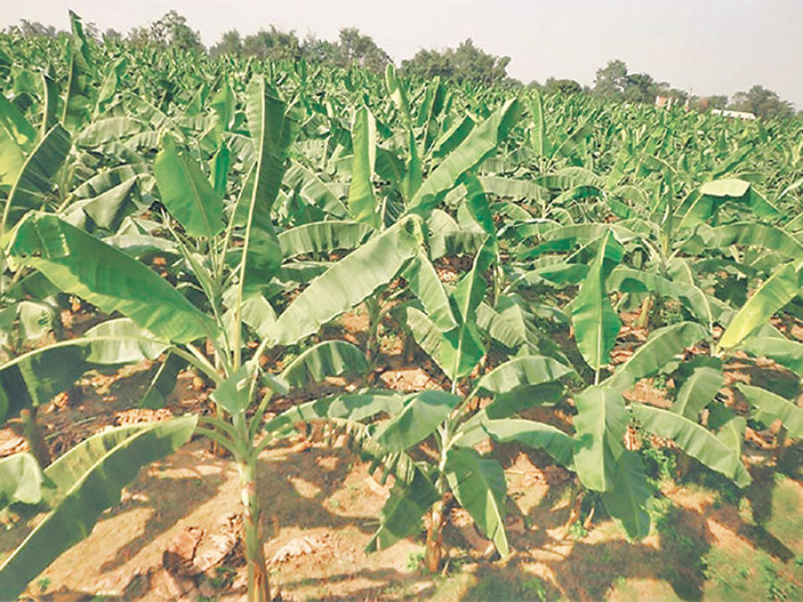 ८३ प्रतिशतले घट्यो चितवन–मकवानपुरको कृषि बजेट