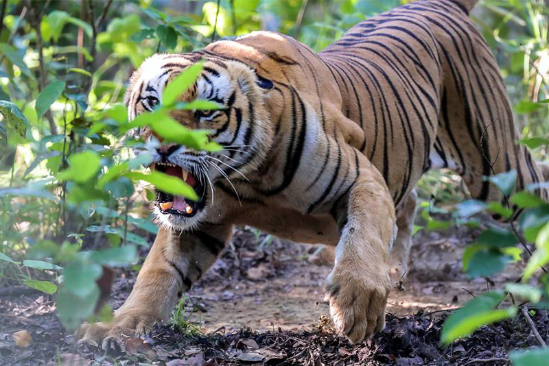भारतीय वनमा बाघको आक्रमण, क्षतिपूर्तिको दाबी नेपालमा